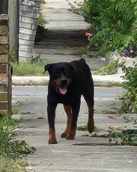 A826607 -  Rottweiler Dog for Adoption in San Antonio, Texas - A826607 | PetCurious