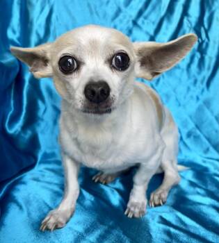 PARKER -  Chihuahua Dog for Adoption in Rowland Heights, California - PARKER | PetCurious