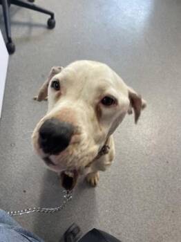 G.I. Joe -  Mixed Breed Dog for Adoption in West Chester, Pennsylvania - G.I. Joe | PetCurious
