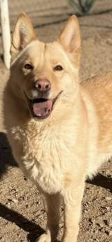 Siberian Husky and Chow Chow Dogs Available for Adoption in Hesperia, California - Butters | PetCurious