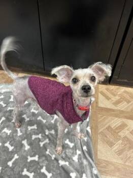 Dior -  Miniature Poodle and Yorkshire Terrier Dog for Adoption in Worcester, Massachusetts - Dior | PetCurious