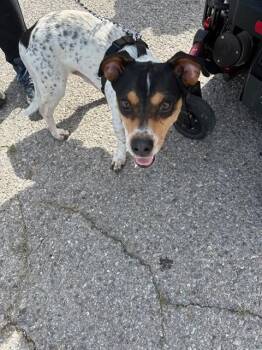 JACK -  Terrier and Mixed Breed Dog for Adoption in Oklahoma City, Oklahoma - JACK | PetCurious