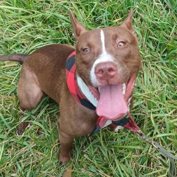 Mixed Breed Dogs Available for Adoption - Lopie | PetCurious