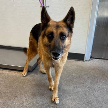 814 (2026) Mama Sadie -  German Shepherd Dog Dog for Adoption in Parker, Colorado - 814 (2026) Mama Sadie | PetCurious