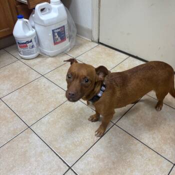 Rescue Chihuahua Dogs for Adoption in Pekin, Illinois - Twinkle Toes | PetCurious