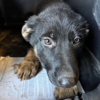 Mixed Breed Dogs Available for Adoption - McConaughey | PetCurious