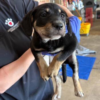 Shepherd Dogs Available for Adoption in Birmingham, Alabama - Constance | PetCurious