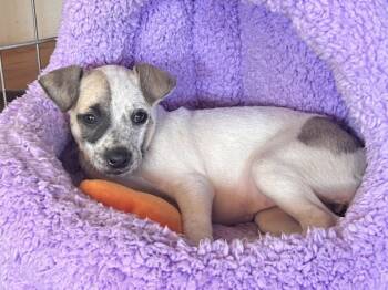 Rescue Australian Cattle Dog Blue Heeler Dogs for Adoption in Palo Alto, California - Bikini | PetCurious