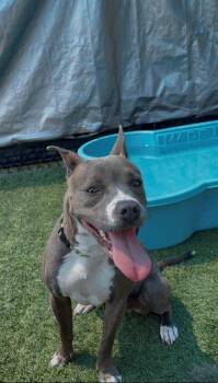 DEBBIE -  Mixed Breed Dog for Adoption in Dallas, Texas - DEBBIE | PetCurious