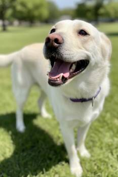 Shepherd Dogs Available for Adoption in Elmsford, New York - Ella Available 5/15 | PetCurious