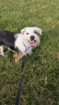 Jack Russell Terrier and Mixed Breed Dogs Available for Adoption in Wichita, Kansas - Simone | PetCurious
