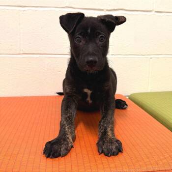 Labrador Retriever Dogs Available for Adoption in League City, Texas - Sherlock Holmes | PetCurious