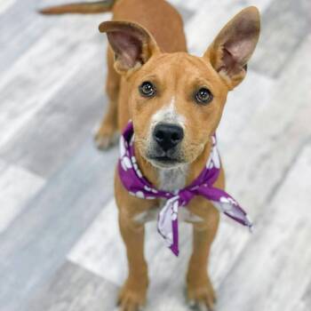Leftie -  Pit Bull Terrier Dog for Adoption in Austin, Texas - Leftie | PetCurious