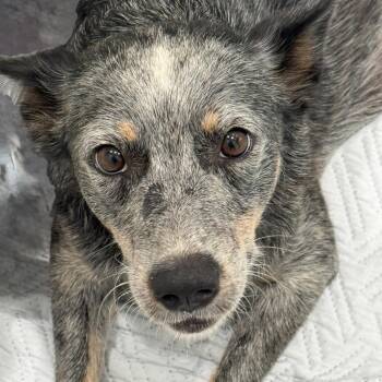 Oreo Blue 22424 -  Australian Cattle Dog Blue Heeler Dog for Adoption in Cumming, Georgia - Oreo Blue 22424 | PetCurious