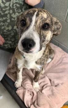 Whippet and Greyhound Dogs Available for Adoption - Flash | PetCurious