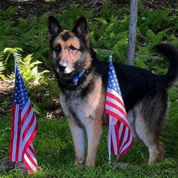 Chief (26-231) -  German Shepherd Dog Dog for Adoption in New Ringgold, Pennsylvania - Chief (26-231) | PetCurious