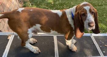 Murphy (Murphys) -  Basset Hound Dog for Adoption in Petaluma, California - Murphy (Murphys) | PetCurious