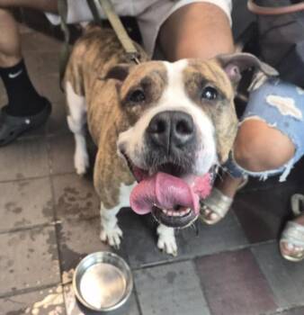 Sky Blu -  Mixed Breed Dog for Adoption in New York, New York - Sky Blu | PetCurious