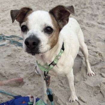 Abby -  Chihuahua Dog for Adoption - Abby | PetCurious