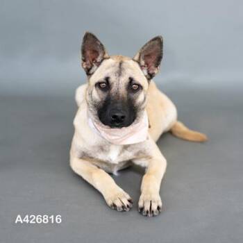 Black Mouth Cur and Mixed Breed Dogs Available for Adoption in Conroe, Texas - CASSIE | PetCurious