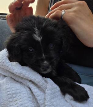 Romy -  Retriever and Poodle Dog for Adoption in Minneapolis, Minnesota - Romy | PetCurious