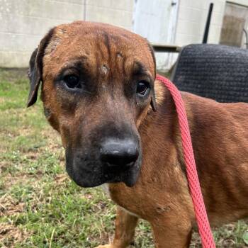 Doodle -  Labrador Retriever and Boxer Dog for Adoption in Newport, North Carolina - Doodle | PetCurious