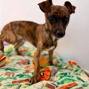 Terrier and Chihuahua Dogs Available for Adoption in Green Bay, Wisconsin - Hoot | PetCurious