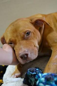 Mitochondria -  Pit Bull Terrier and Mixed Breed Dog for Adoption in New Orleans, Louisiana - Mitochondria | PetCurious