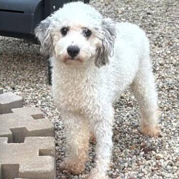 Cooper -  Miniature Poodle Dog for Adoption in Cincinnati, Ohio - Cooper | PetCurious