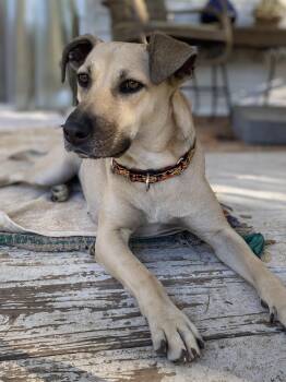 Rescue Yellow Labrador Retriever Dogs for Adoption in Kerrville, Texas - "Molly" - Kerr County Flood Victim Labrador Mix | PetCurious