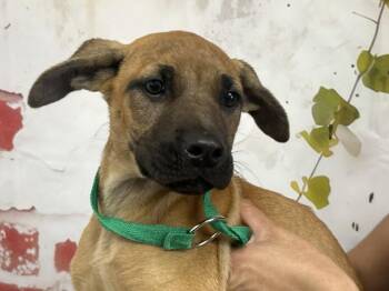 German Shepherd Dog Dogs Available for Adoption in San Bernardino, California - APRIL | PetCurious