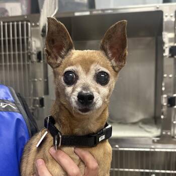 Kester A2300965 -  Chihuahua Dog for Adoption in Los Angeles, California - Kester A2300965 | PetCurious