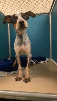 Australian Cattle Dog Blue Heeler and Mixed Breed Dogs Available for Adoption in Burlington, Iowa - Hunter | PetCurious