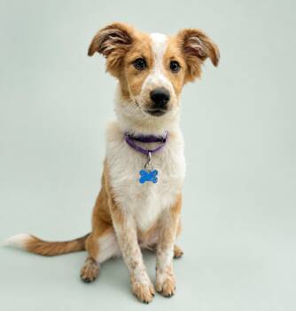 Traffic Cone -  Australian Shepherd Dog for Adoption in Palo Alto, California - Traffic Cone | PetCurious