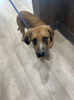 Rescue Labrador Retriever Dogs for Adoption in Pearland, Texas - DIPPER | PetCurious