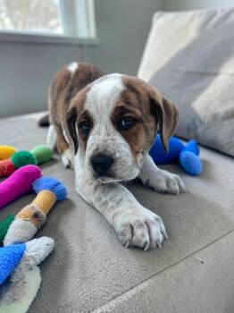 English Bulldog and Bluetick Coonhound Dogs Available for Adoption in Auburn, Georgia - Cypress | PetCurious