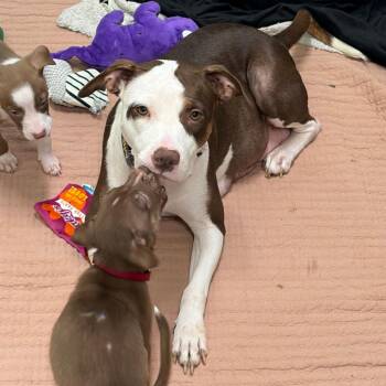 Pit Bull Terrier and Mixed Breed Dogs Available for Adoption in Lufkin, Texas - Lola | PetCurious