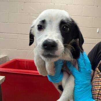 Leni -  Collie Dog for Adoption in Birmingham, Alabama - Leni | PetCurious