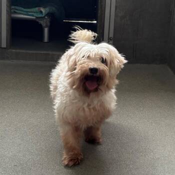 Cotton Ball A2276290 -  Maltese Dog for Adoption in Los Angeles, California - Cotton Ball A2276290 | PetCurious