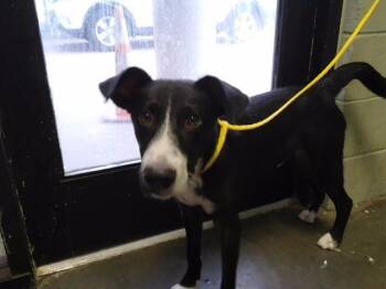 SQUIRT -  Australian Cattle Dog Blue Heeler and Catahoula Leopard Dog Dog for Adoption in Tulsa, Oklahoma - SQUIRT | PetCurious