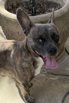 Graylen -  French Bulldog and Chihuahua Dog for Adoption in Palm Desert, California - Graylen | PetCurious