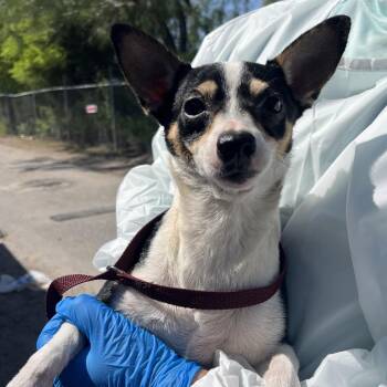 Stefan -  Chihuahua Dog for Adoption in Edinburg, Texas - Stefan | PetCurious