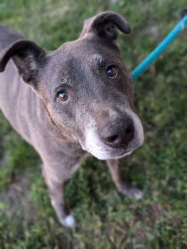 Rescue Mixed Breed Dogs for Adoption in Tacoma, Washington - Chester | PetCurious