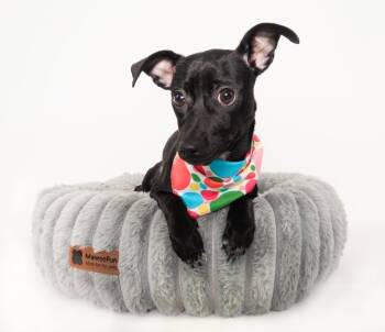 Pepper -  Chihuahua Dog for Adoption in Phoenix, Arizona - Pepper | PetCurious