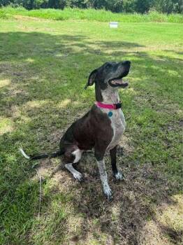 Rescue Great Dane and German Shorthaired Pointer Dogs for Adoption in Bullard, Texas - Dallas | PetCurious