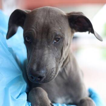 SHER-BARK HOMES -  Labrador Retriever Dog for Adoption in San Antonio, Texas - SHER-BARK HOMES | PetCurious