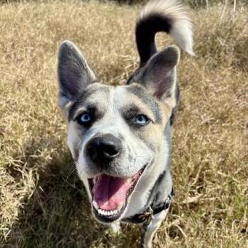 Siberian Husky Dogs Available for Adoption in Austin, Texas - Cyber | PetCurious