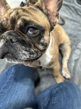 Rescue French Bulldog Dogs for Adoption in Ventura, California - Squirrel | PetCurious