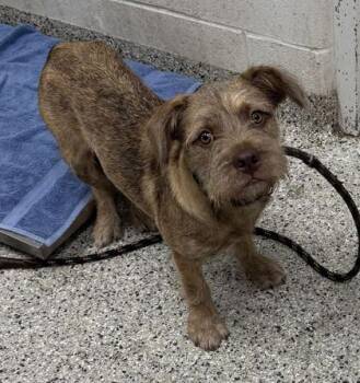 Alfalfa -  Terrier and Mixed Breed Dog for Adoption in Kansas City, Missouri - Alfalfa | PetCurious