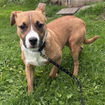 Mixed Breed Dogs Available for Adoption in Lansing, Michigan - Hansel | PetCurious